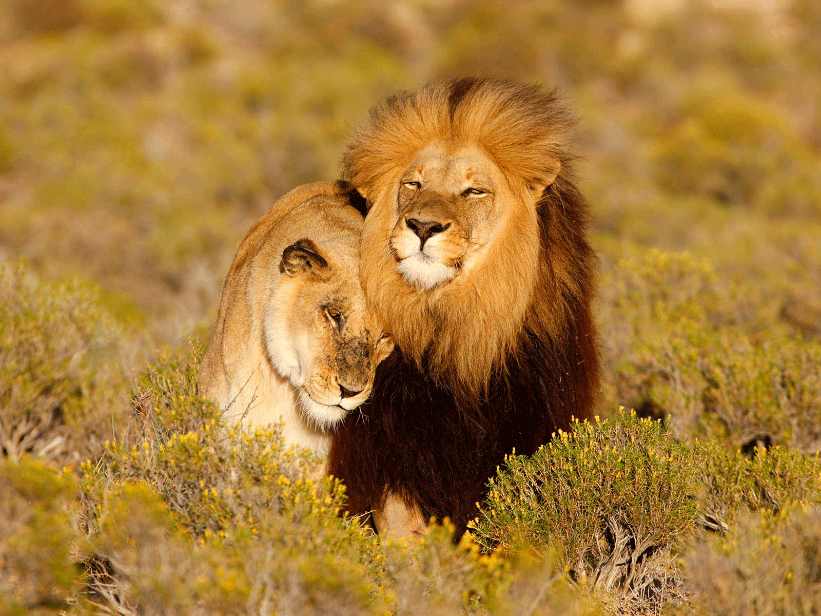 Can Spraying Lions With the 'Love Hormone' Help Them Live Together? |  Science| Smithsonian Magazine