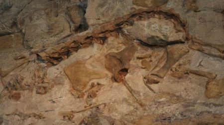 Just a small part of the huge bonebed which is Dinosaur National Monument's quarry wall