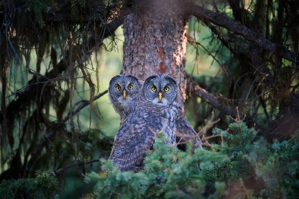 Great Gray owl siblings thumbnail