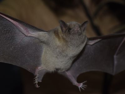 Mexican long-nosed bats were detected in Arizona for the first time, using environmental DNA.