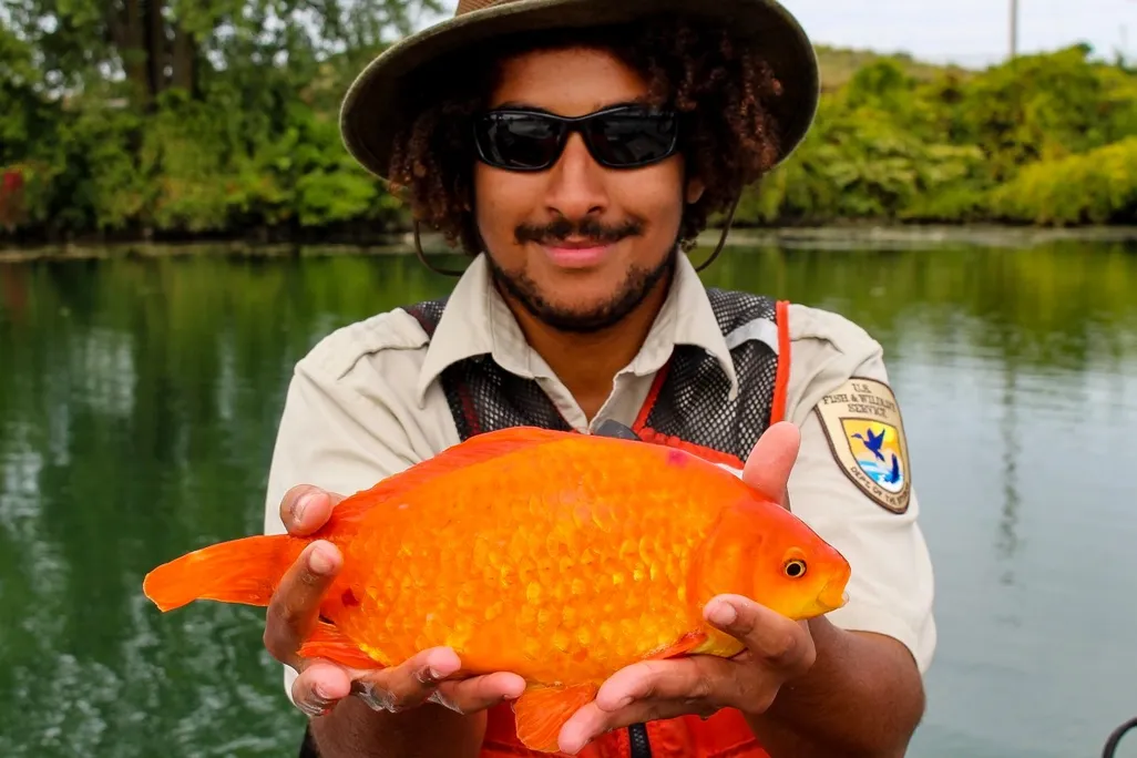 a person in a USFWS uniform holds a large goldfish with two hands in front of a river