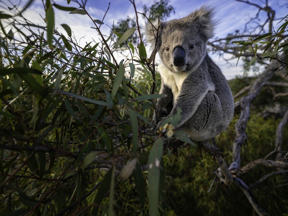 A koala bear perches high in a tree