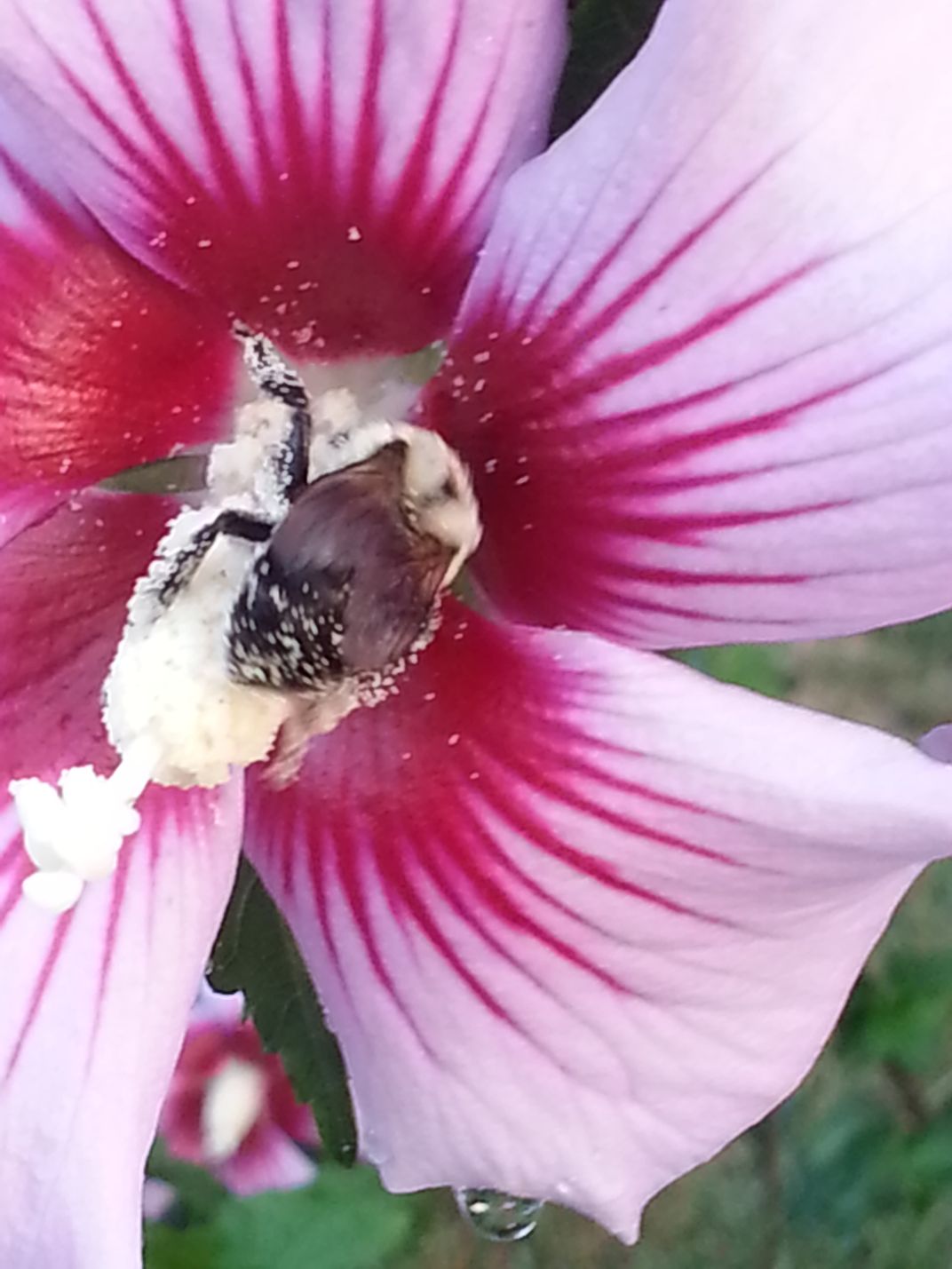 Bee on Rose of Sharon Smithsonian Photo Contest Smithsonian Magazine