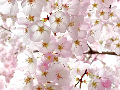 A close-up of blooming blossoms captures their stunning detail.