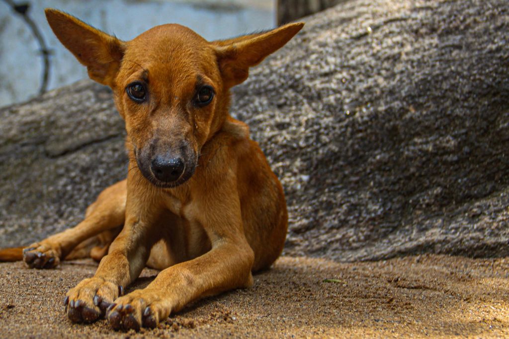 An image of a dog laying in the sand. It has a brown colored coat and sad looking eyes.