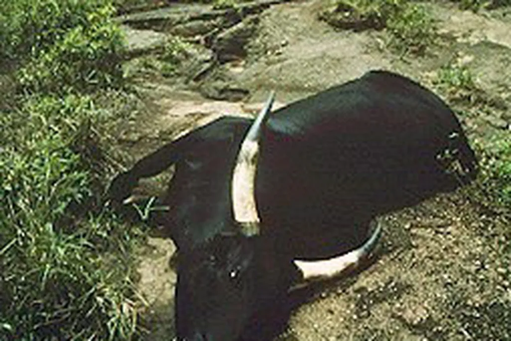 Cattle suffocated by carbon dioxide from Lake Nyos