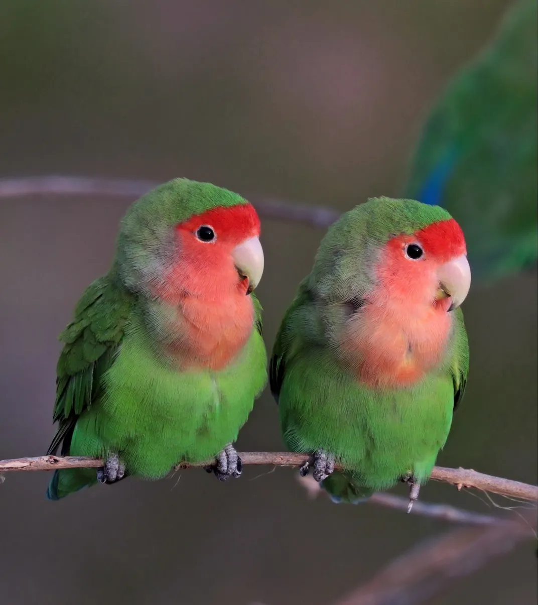 two lovebirds with red faces sit on a thin branch and look to their left