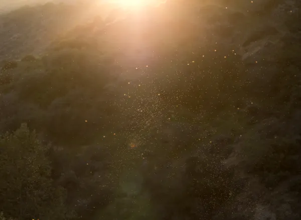 Fairies Dancing in Sunlight thumbnail