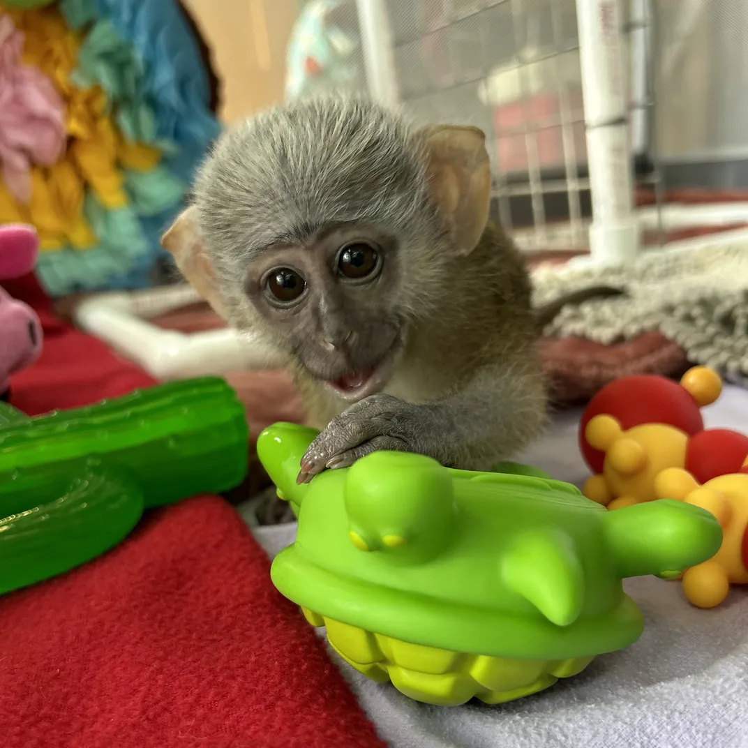 A baby monkey with big eyes and big ears plays with a toy turtle inside his playpen.
