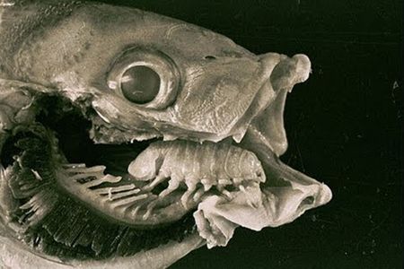 The tongue-eating louse will leave you speechless.