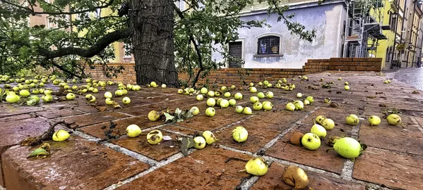 Fallen pears thumbnail