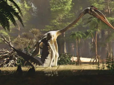 Scientists previously hypothesized that&nbsp;Quetzalcoatlus took off by running and flapping its wings or pushing off its wingtips.&nbsp;