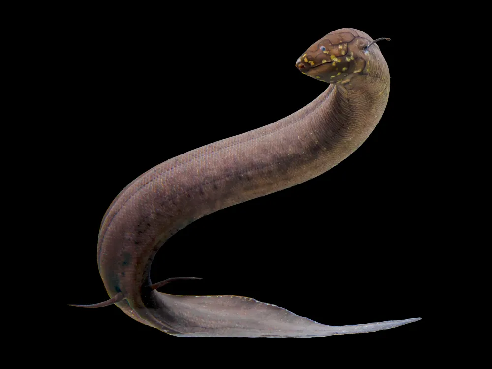 an eel-like fish against a black background