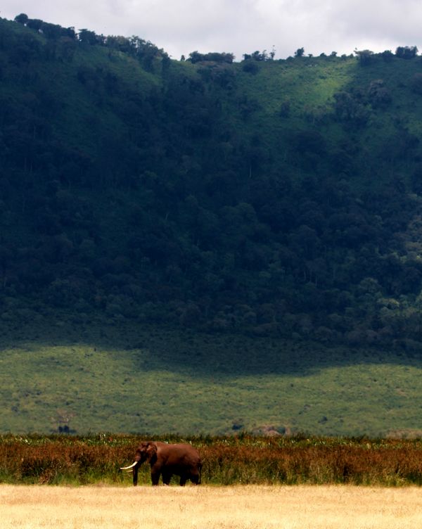 A lone elephant in Ngorongoro Crater, Tanzania thumbnail