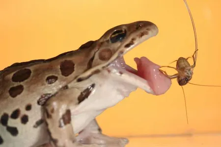 Frogs have a sticky secret: spit. 