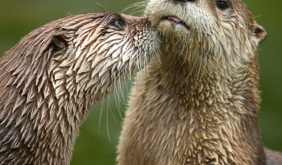 Two brown and gold otters nuzzle each other’s muzzles among the greenery.