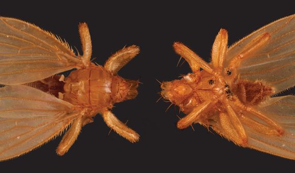 An orange-colored fly, as seen from above and below
