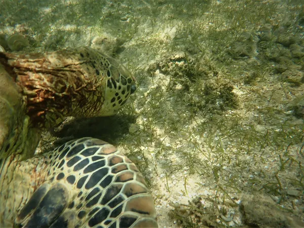 Green Turtle Feeding on Seagrasses at a Beautiful Beach in Down South Sri Lanka thumbnail