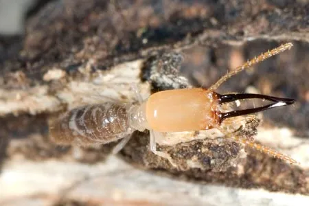Panamanian termites (Termes panamaensis).