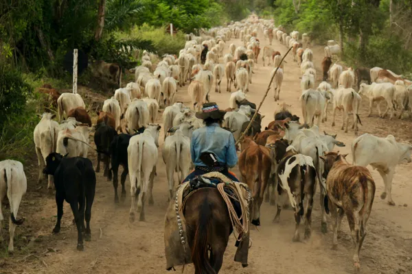 Brazilian cowboy thumbnail