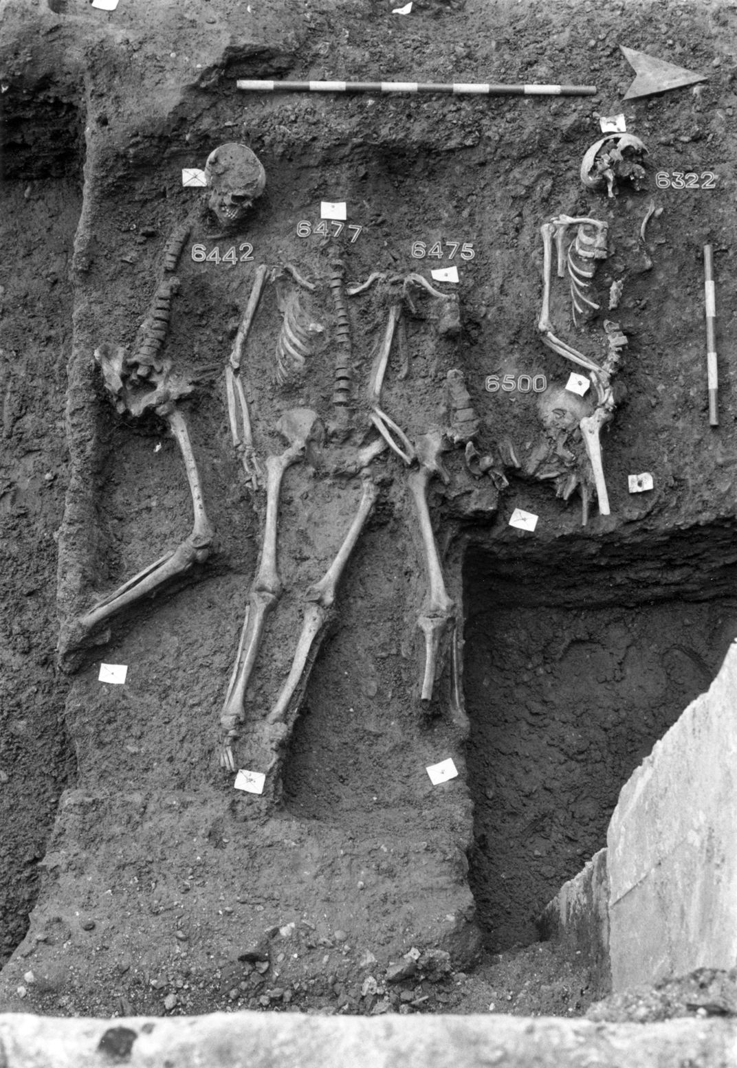 Several skeletons in a mass burial bit.