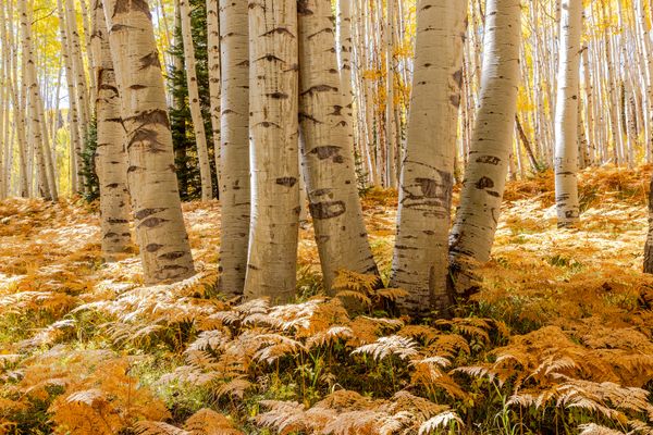 Golden Forest of Aspens and Ferns in Autumn thumbnail