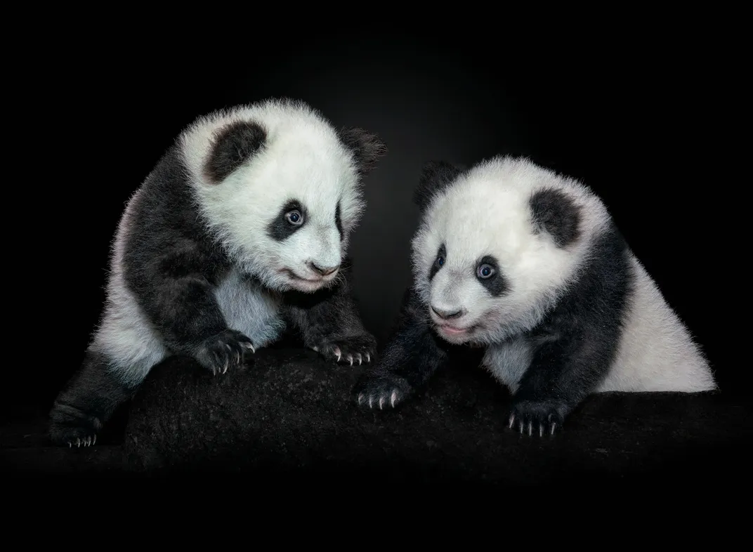 Twin pandas