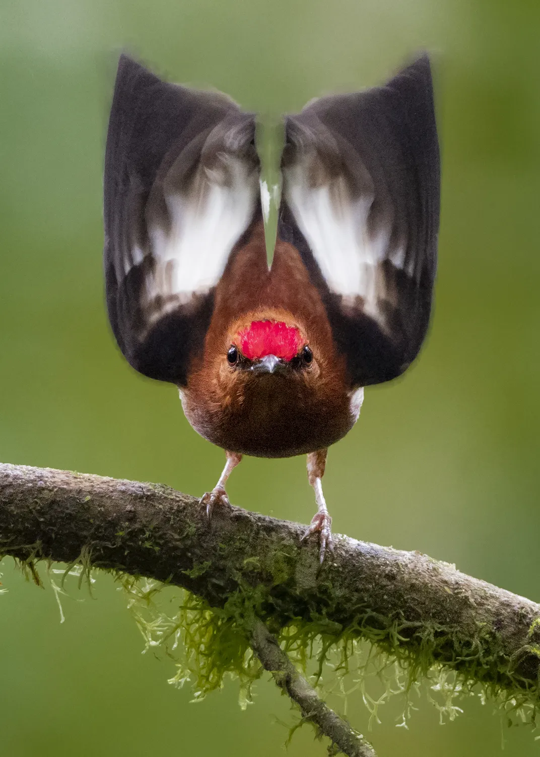 A small, orange bird perched on a branch.