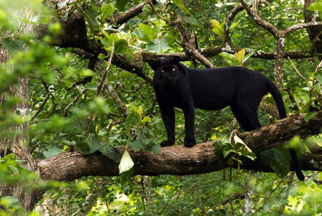 Why Are Black Leopards So Rare? | Science| Smithsonian Magazine