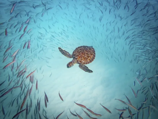 Turtle surrounded by fish thumbnail