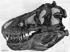 20110520083223Brown-Tyrannosaurus-skull-300x223.jpg