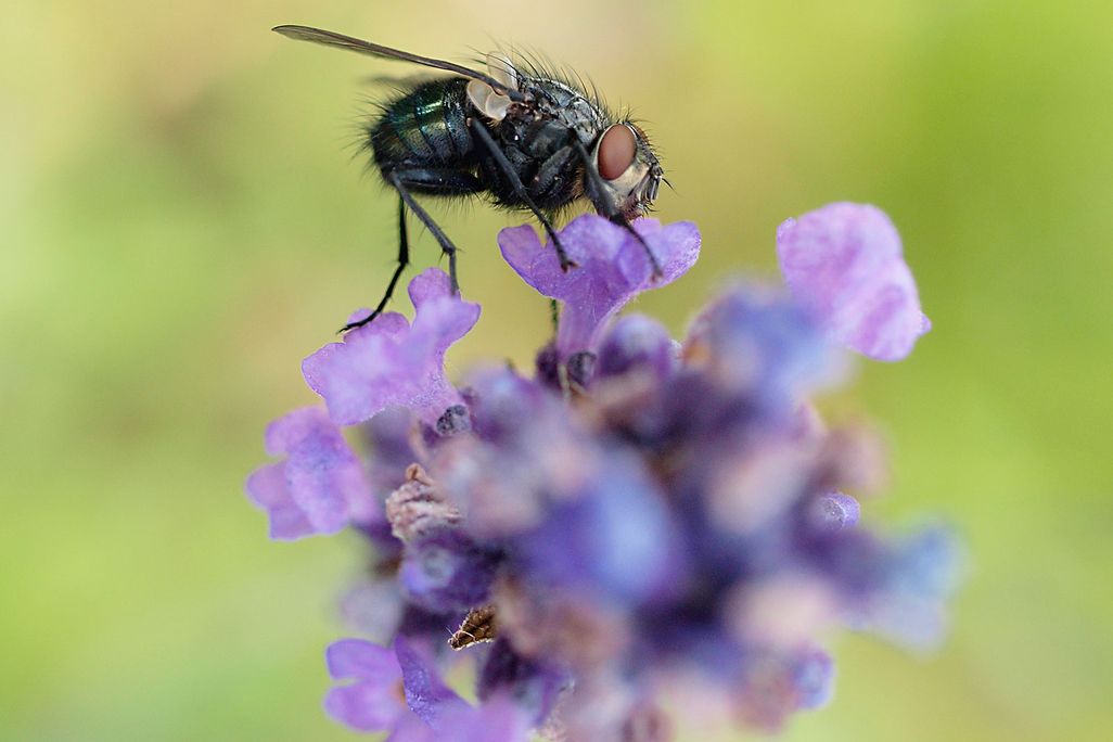 Blowfly on Lavender Flowers