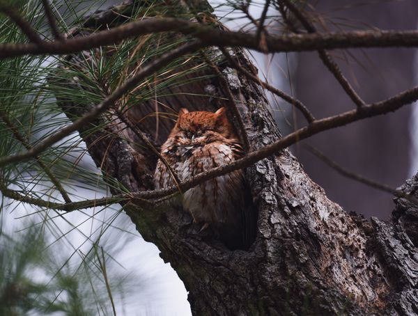 A red morph Eastern Screech Owl hides in his tree thumbnail