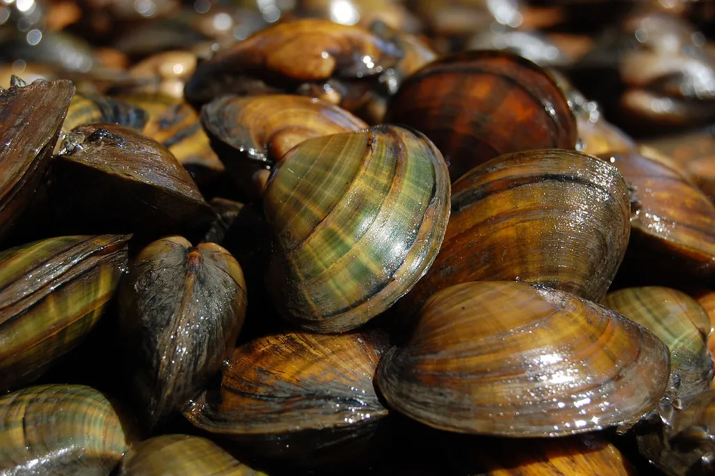 A pile of mussels with dark brown, rounded shells.