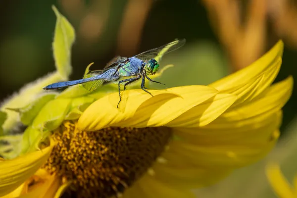 Blue Dasher Dragonfly landing on a sunflower thumbnail