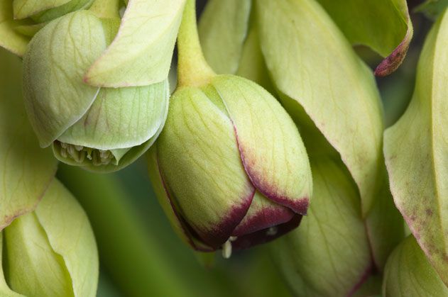 Close-up of Stinking Hellebore Flowers