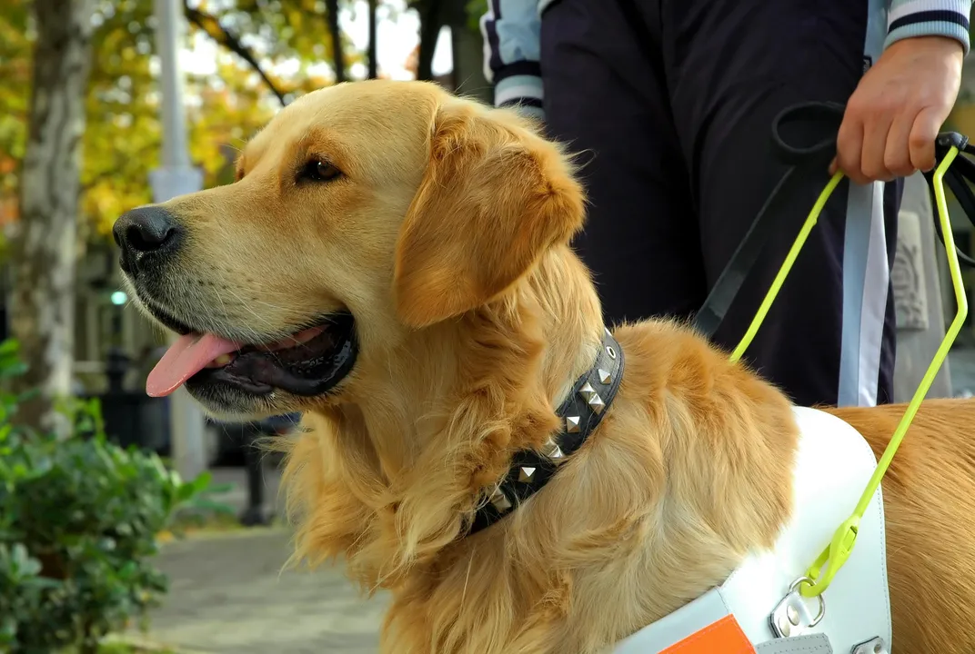 How Do Guide Dogs Help Humans
