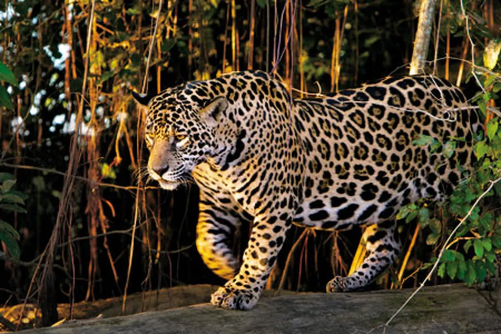 Female jaguar walking