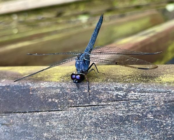 Show off dragonfly thumbnail