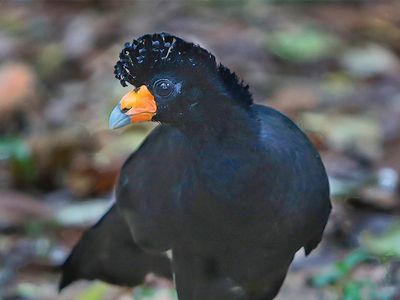Paradoxically, food aid can cause game like the black curassow to be overhunted.