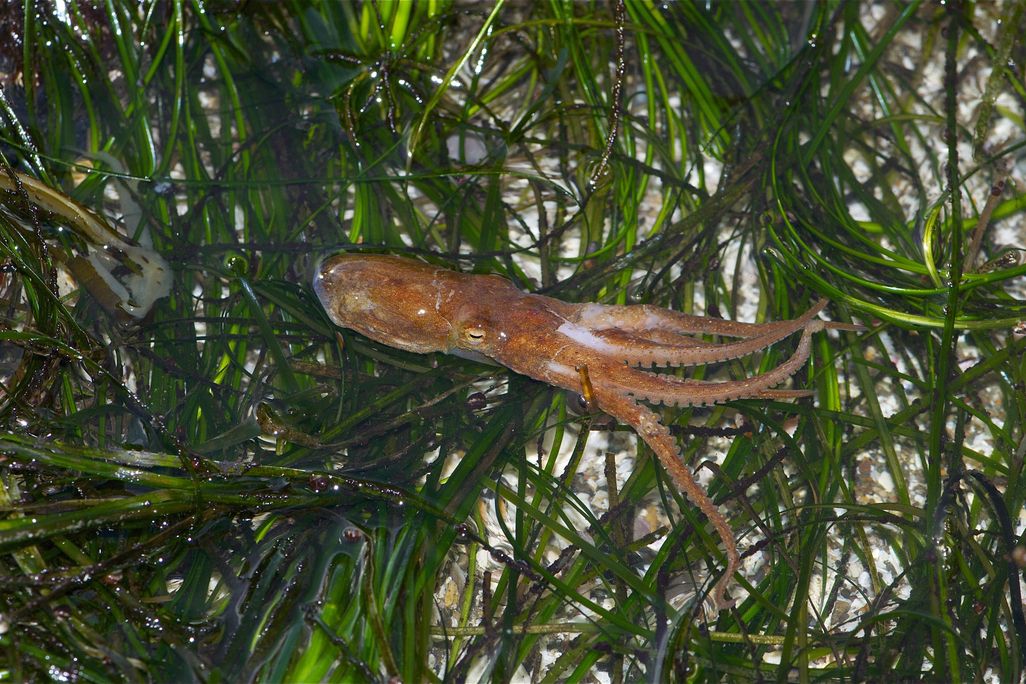 an octopus in front of a background of marine plants