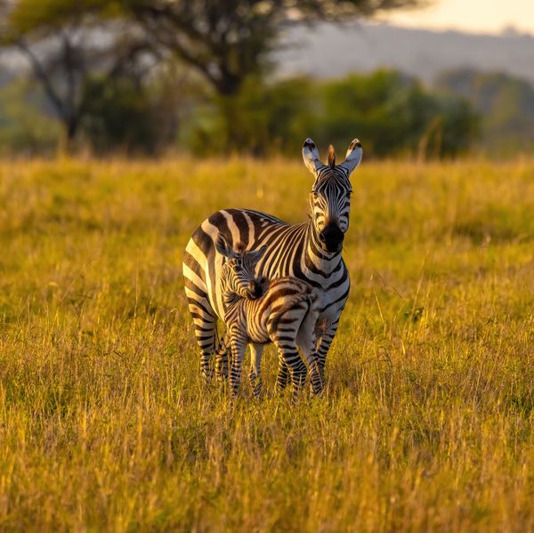 Momma zebra standing with her baby thumbnail