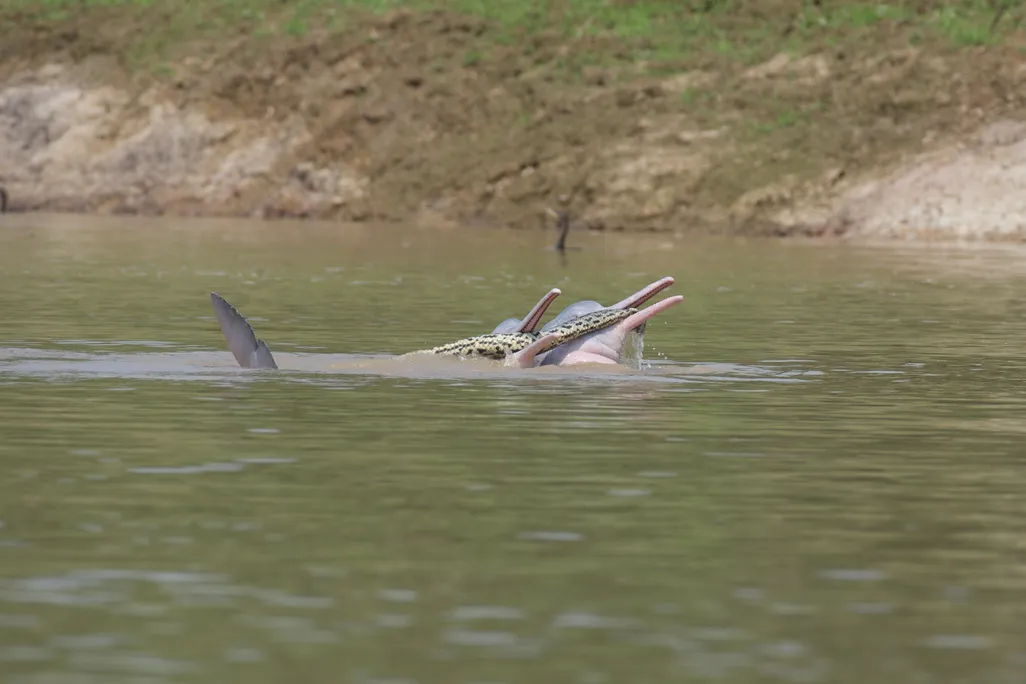 An image of two river dolphins swimming with an anaconda in their mouths. The dolphins are pinkish in color and are holding their heads above the water.