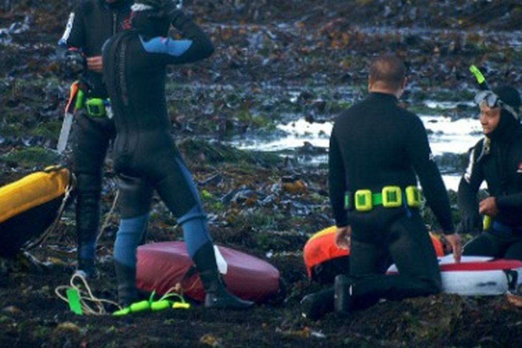 abalone divers