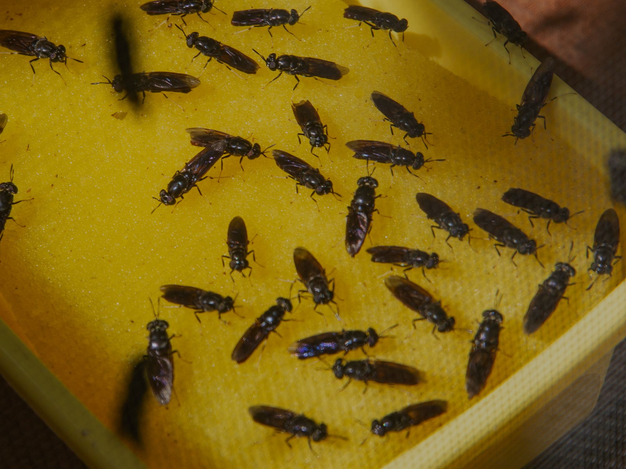 A Composting Fly Could Significantly Reduce Organic Waste at the ...