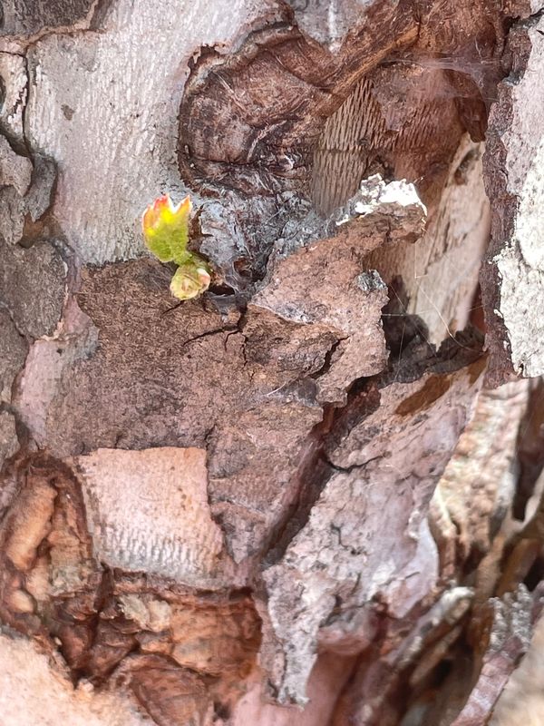 Bark with plant thumbnail