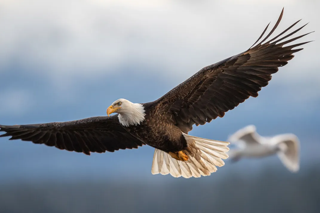 Bald Eagle