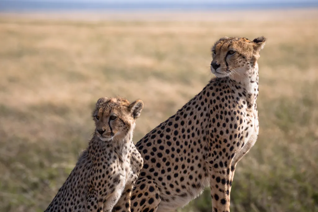 Small cheetah sitting next to big cheetah