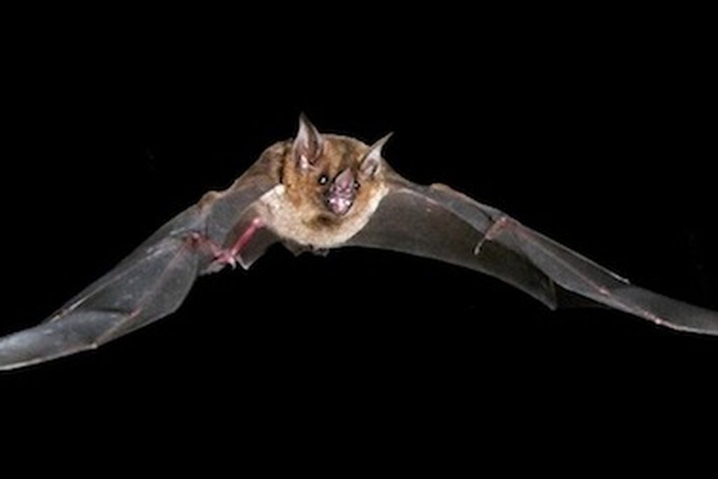 bats stretch their tendons