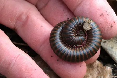 Since the start of the pandemic, people all over the world have increased their time spent with nature.